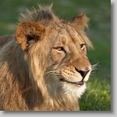 lion 2 * 720 x 720 * (107KB)